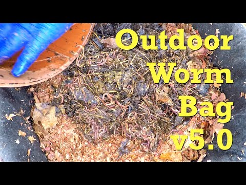 Outdoor worm bag "version 5" launched with compost barrel recruits - vermicompost