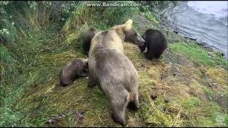 Grazer's Little Cub: Not Going to Share! July 2016