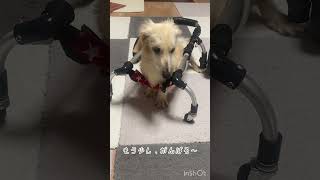 20歳3ヶ月うみと4歳すず #老犬ダックス #大型犬のいる生活 #ハイシニア犬 #癒し #ミニチュアダックスフンド