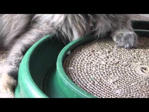 Teaching the Scratching Post