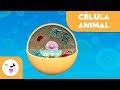 La célula animal y sus partes - Ciencias Naturales - Vídeo educativo para niños