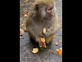 Monkey Peeling Orange #monkey #funny #shorts #short #reels