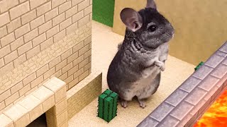 Funny Adventure Stories & Challenges With Cute Pet Chinchilla