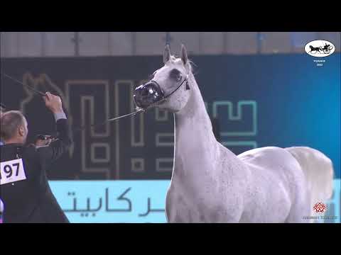 N 197 PERFINKA   PSAIAHF 2022   Mares 10+ Years Old Class 9