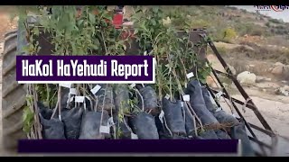 HaKol HaYehudi Investigation: Hamas' olive trees project (חדשות הקול היהודי) - התמונה מוצגת ישירות מתוך אתר האינטרנט יוטיוב. זכויות היוצרים בתמונה שייכות ליוצרה. קישור קרדיט למקור התוכן נמצא בתוך דף הסרטון HaKol HaYehudi Investigation: Hamas' olive trees project (חדשות הקול היהודי) - התמונה מוצגת ישירות מתוך אתר האינטרנט יוטיוב. זכויות היוצרים בתמונה שייכות ליוצרה. קישור קרדיט למקור התוכן נמצא בתוך דף הסרטון