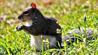 Tift Merritt - "Live Till You Die"