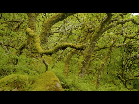 The Temperate Rainforests of Southwest England - A Short Documentary