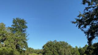 Sandhill Cranes Fly By