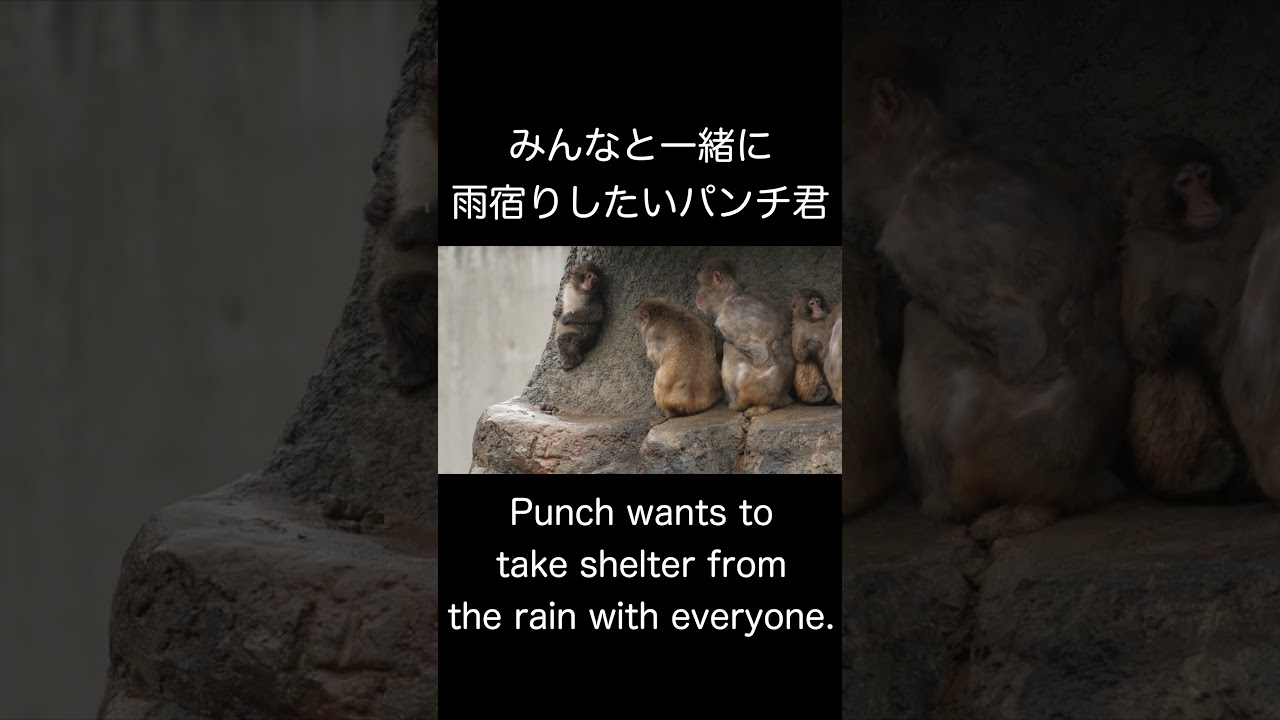 「僕も仲間に入れて」みんなと一緒に雨宿りをしたいパンチ君　Let me join you too. Punch Shelter from the Rain