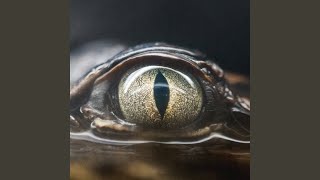 Cover art for Glimpse of Us