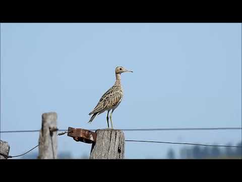BATITU, LAS VARILLAS, CORDOBA