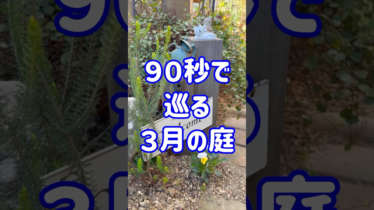 ３月の花小道です😊 #ガーデニング #flowers #gardening #花 #ガーデニングチャンネル