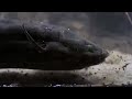 The Lung Fish | Nile | BBC Earth