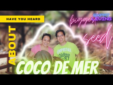 THROWBACK TRAVELS #4 -HAVE YOU HEARD ABOUT THE AMAZING COCO DE MER? THE BIGGEST SEED | Leah Acebuche