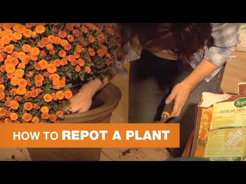 How to Repot a Plant