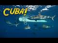 Diving The Pristine Reefs Of CUBA