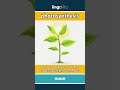 photosynthesis (noun) - definition and usage in English
