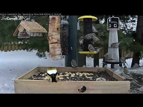 Who's Your Favorite Ontario Bird? | Ontario FeederWatch Cam