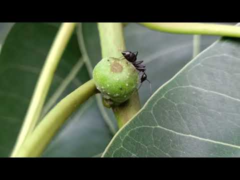 Ficus is a food of ants