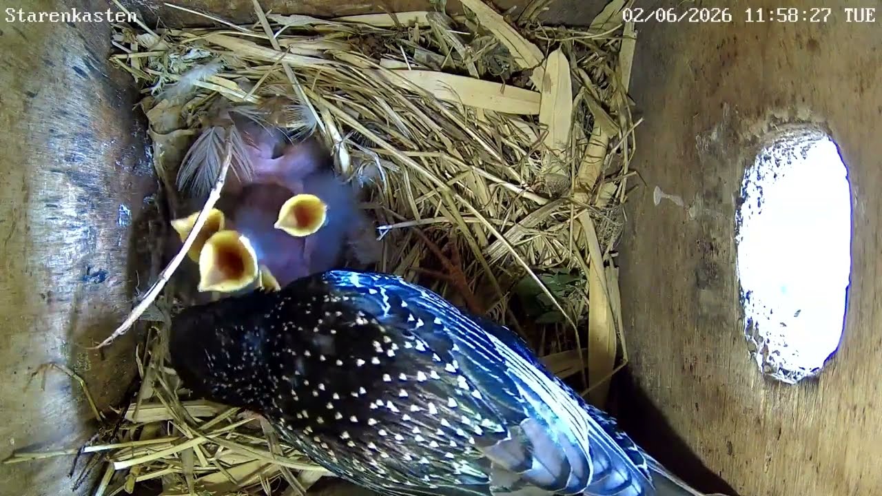 Zu große Raupe bei den Staren & Turmfalkenküken | 02.06.2026