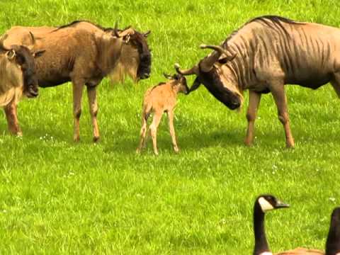 Baby wildebeest, 2 hours old