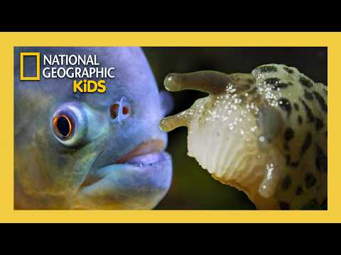 Super Animals Full Episode 💥 | Gross but Good 🤢👍 | ‪‪@natgeokids