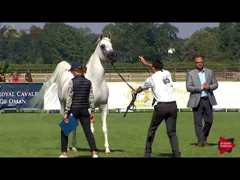 N.85 SG IMAGINE - Chantilly 2018 AHO Breeders' Championship - 4 Years Old and Older Stallions