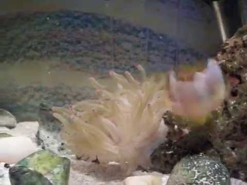 update on clarkii clownfish, his anemone, and a new damsel