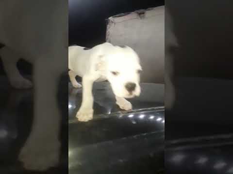 white colour Ambully fem 2mnt vecination done ✔ 98778 26958