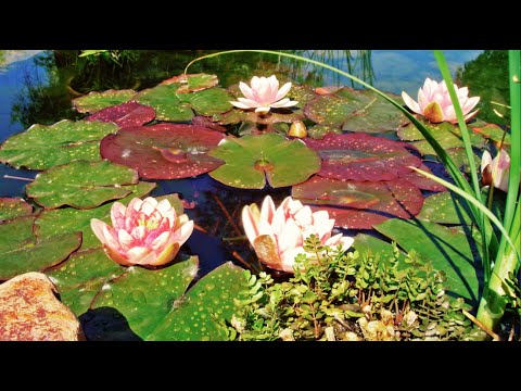 Beautiful Light Music — Sleep: Study: Inspire | Piano | Melodic | Soulful