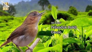 Download lagu Pancingan Ampuh Pelanduk Bukit Gacor mp3