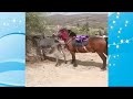 Crazy Big Horse Meeting Donkey The Breeding Trade Was Successful