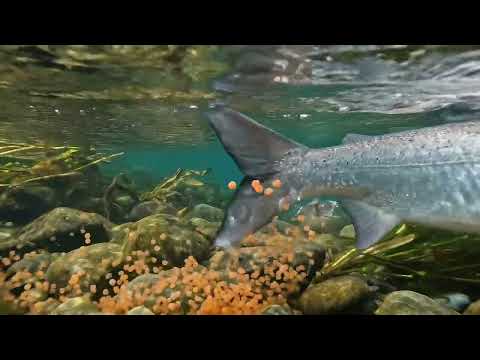 Halda River | Documentary | Red Ai Productions thumbnail