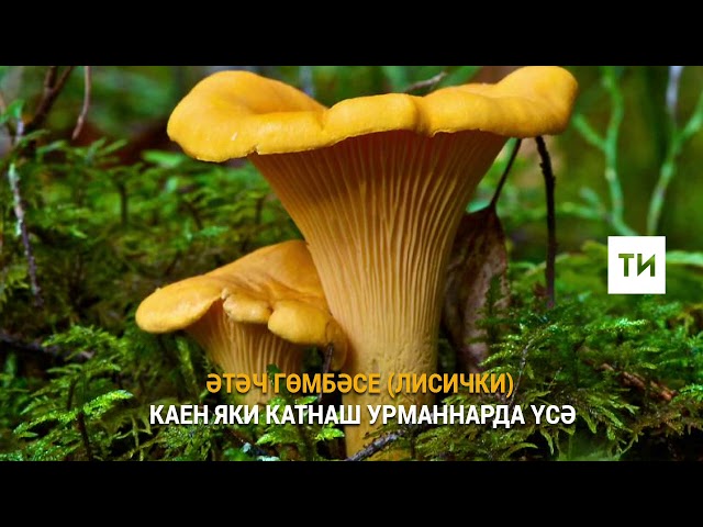 Гөмбәгә барганда белергә кирәк...