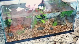 Aquascaping Nano Fish Tank | Giving My Killifish Aquarium A Makeover