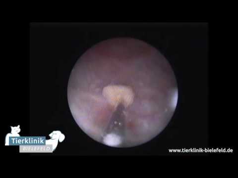 Endoskopie Pneumolithotripsie