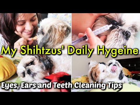 Daily Hygiene For Puppies | How do I clean my puppies eyes ears | How to Clean Dog’s Ears and Eyes