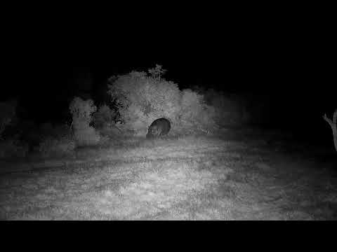 Djuma: All four Hippos make their way back to the dam - 04:27 - 06/27/2022