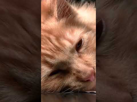 Cute Cats  Collection | Video for kids watch till end