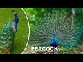 PEACOCK FUNNY VIDEO COMPILATION