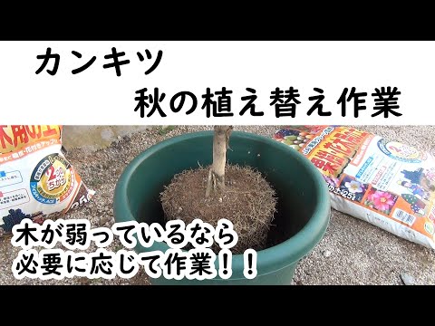 柑橘類の植え替え:こうやってやる トピックス