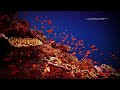 Jeff Pearce - Deluge (LandscapeHD)