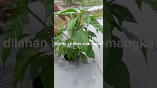 Download lagu Pruning Cabe Rawit,,!! #budidayacabe #carabudidayacabe #caramenanamcabe mp3