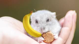 RAFFI - Bananaphone Challenge