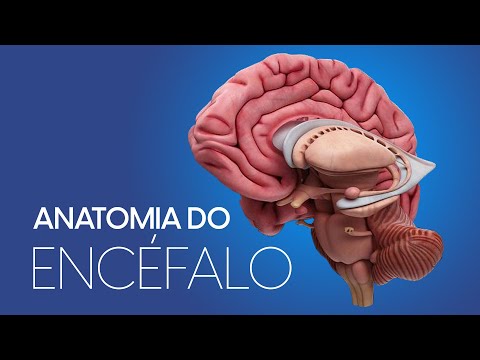 Sistema Nervoso : Anatomia do Encéfalo