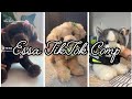 Essa TikTok Comp None Are Mine Credits To Original Owners