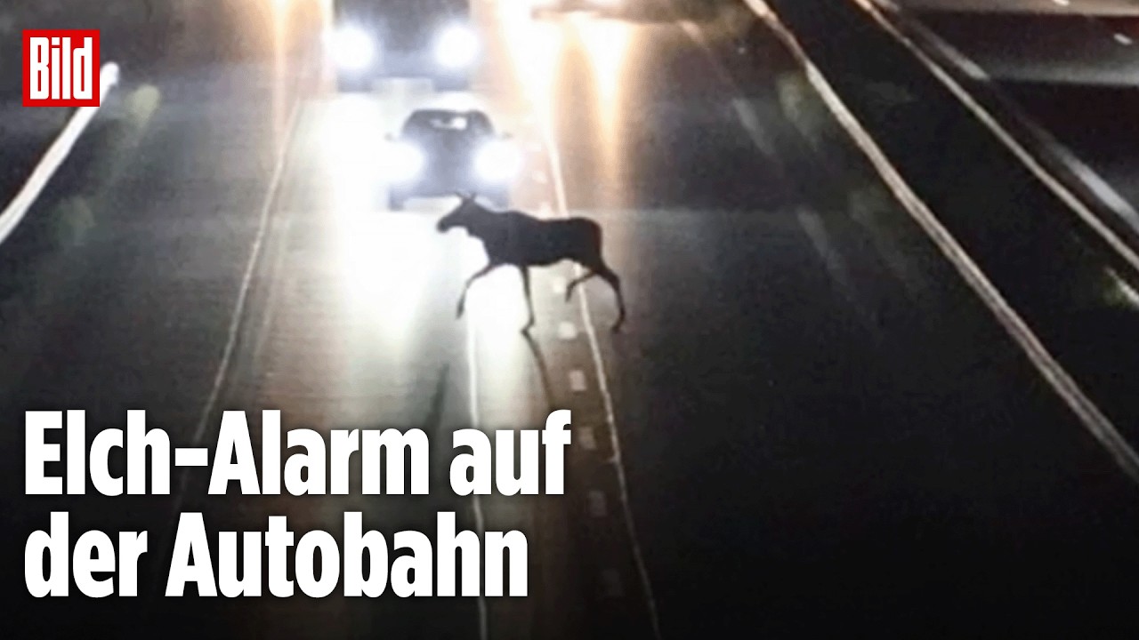 Elch rennt über die A13: Polizei sperrt Autobahn in Brandenburg stundenlang!
