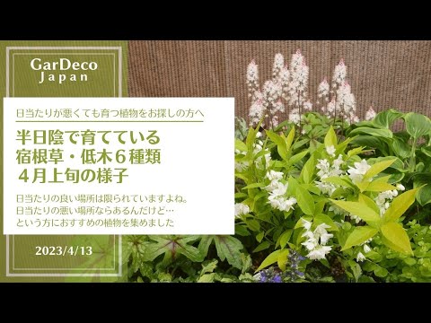 庭の日陰の場所で育てる半日陰、半日向の植物11本  庭園