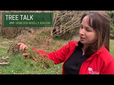 Tree Talk: Hemlock Woolly Adelgid