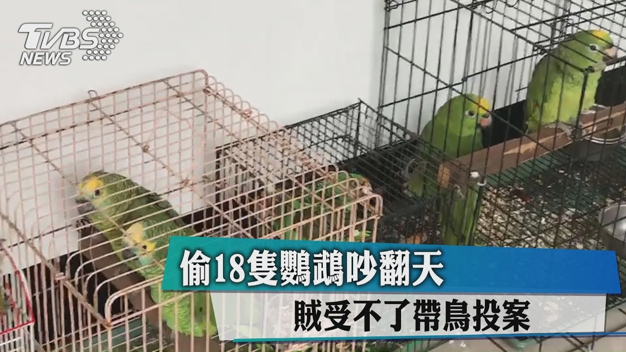 偷18隻鸚鵡吵翻天 賊受不了帶鳥投案